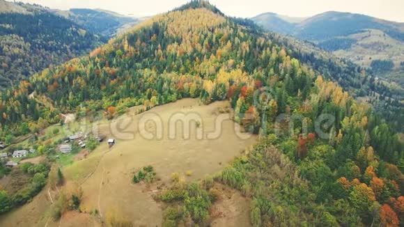 喀尔巴阡山上五彩缤纷的秋林视频的预览图