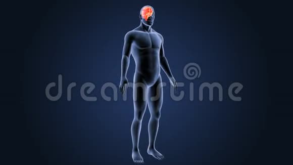 有身体的人的大脑视频的预览图
