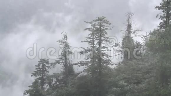 森林里的薄雾视频的预览图