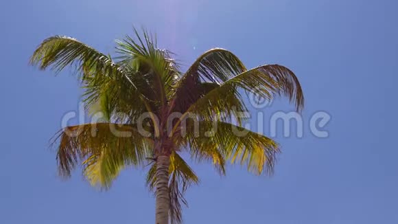 夏季迈阿密海滩椰子棕榈顶4k佛罗里达视频的预览图