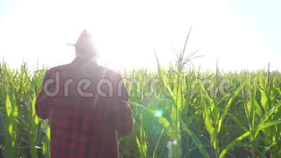 智慧农耕概念慢动作视频男人的生活方式农学家在玉米地里拿着平板触摸板电脑视频的预览图