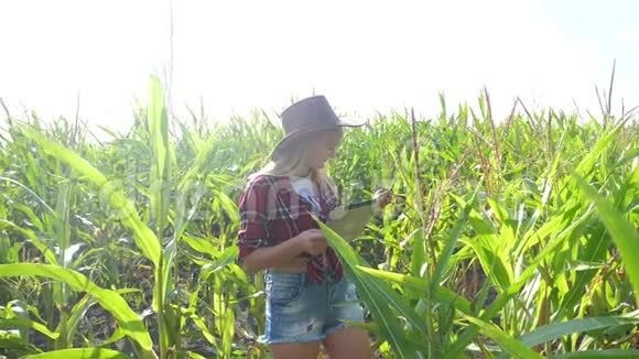 智慧农业慢动作视频概念女孩农学家手持平板电脑触摸电脑在玉米地的生活方式是视频的预览图
