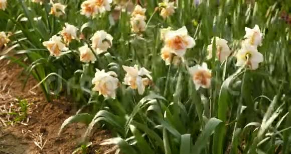 荷兰农业养殖田的郁金香视频的预览图