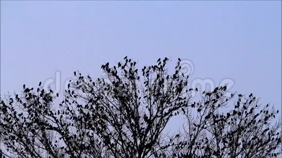 一群乌鸦在树上视频的预览图