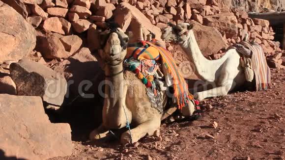 骆驼西奈山埃及视频的预览图