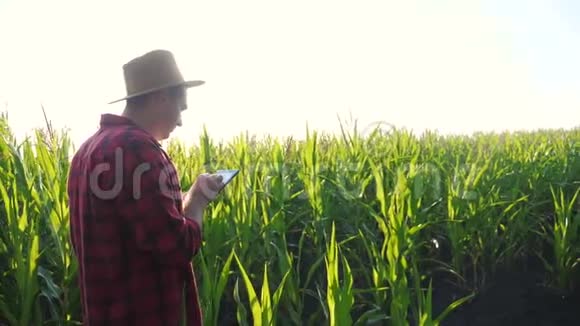 智慧农耕概念慢动作视频男子农艺师在玉米地拿着平板电脑正在学习视频的预览图