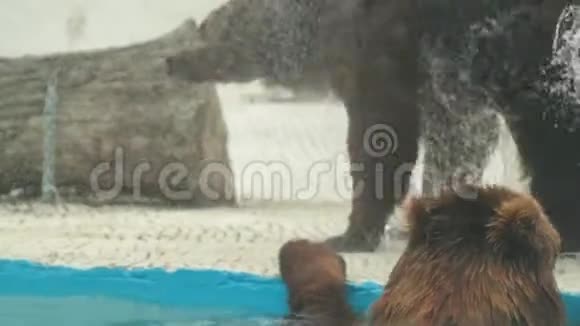 布朗熊正在布拉格动物园的内部游泳视频的预览图