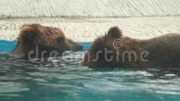 布朗熊正在布拉格动物园的内部游泳视频的预览图