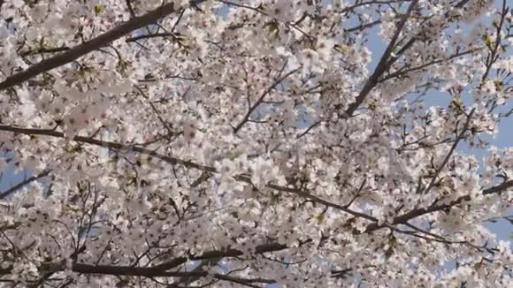 风中的日本樱花视频的预览图
