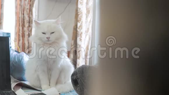 老白蓬松正睡猫画像坐在桌上坐在窗前的老白猫视频的预览图