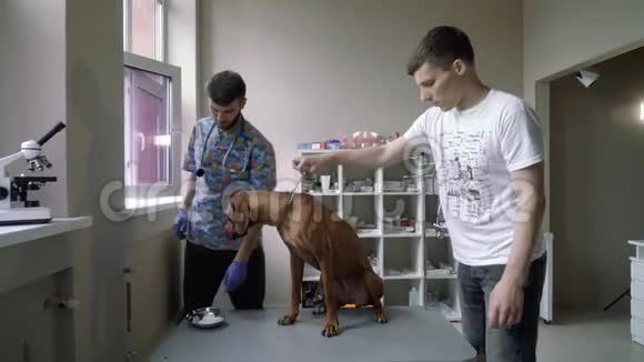 一只狗在兽医诊所接受调查视频的预览图