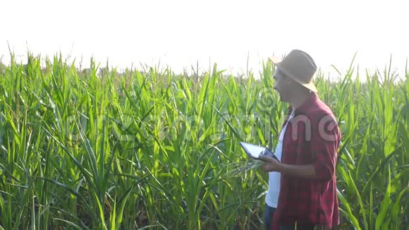 智慧农业概念男子慢动作视频农学家在玉米地里拿着平板触摸板电脑正在学习视频的预览图