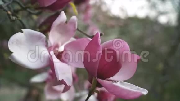 粉红色玉兰花木兰花视频的预览图