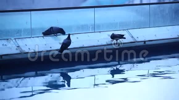 鸽子在广场上觅食视频的预览图