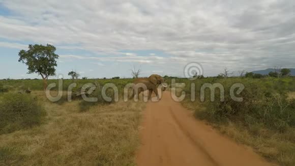 肯尼亚的大象视频的预览图