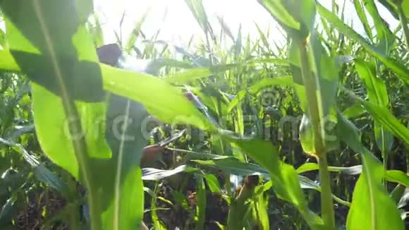智慧农业慢动作视频概念玉米地农妇手持平板电脑正在研究和开发视频的预览图