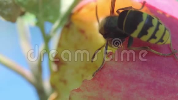 大黄蜂吃红苹果视频的预览图