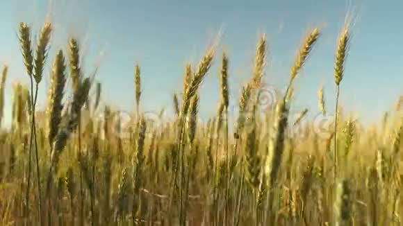 谷物收获在夏天成熟小麦穗粒摇风成熟麦地对抗蓝色视频的预览图