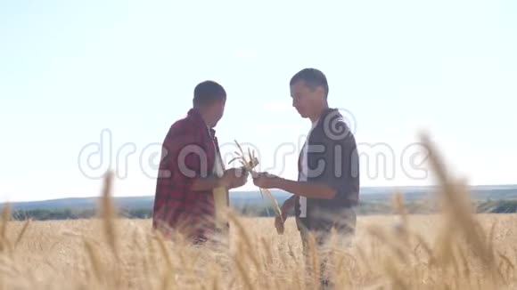 团队合作智能农业两个农民在一个麦田里工作农民探索正在研究数字平板小麦男子视频的预览图