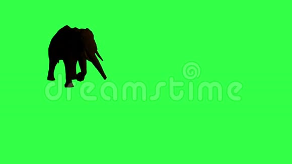 非洲大象在移动原装绿屏高清视频的预览图