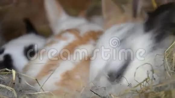 兔子一家人在笼子里吃稻草视频的预览图