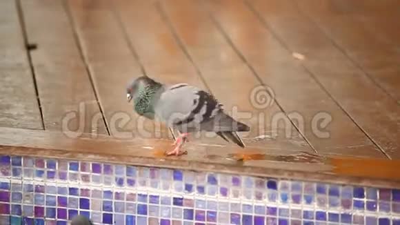 鸽子在广场上觅食视频的预览图