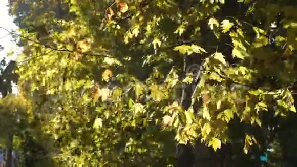 秋天绿绿的美丽的枫树叶子五颜六色视频的预览图