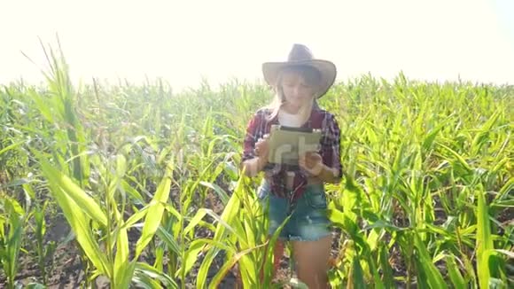 智慧农业慢动作视频生活方式理念女孩农学家在玉米地里拿着平板电脑触摸板电脑视频的预览图