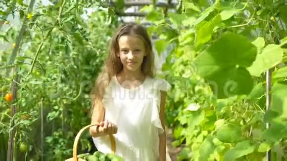 可爱的小女孩在温室里收获黄瓜和西红柿视频的预览图