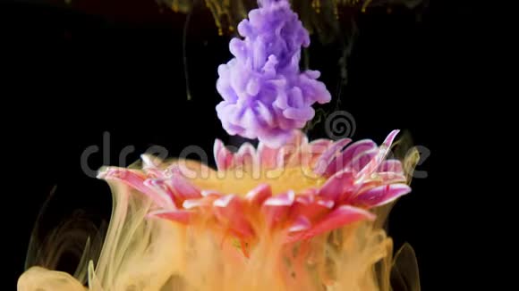 五颜六色的颜料墨水把一朵花注入水中视频的预览图