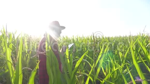 智慧农耕生活方式概念慢动作视频男子农艺师在玉米地里拿着平板电脑视频的预览图