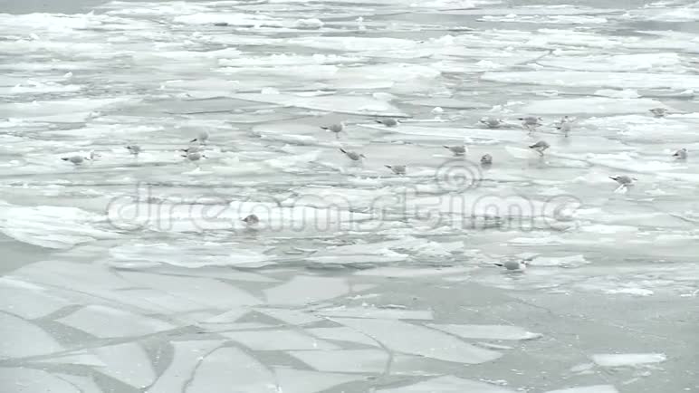 一群鸟站在结冰的河流的冰川上视频的预览图