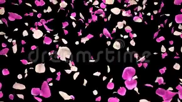 飞翔的浪漫的粉红色玫瑰花瓣落在阿尔法孤立的循环视频的预览图