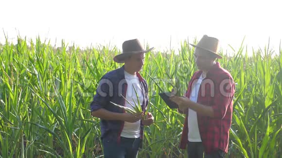 团队合作智能养殖概念慢动作视频两名男子农艺师持有数码生活方式平板电脑触摸板电脑视频的预览图