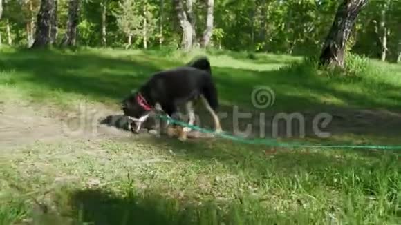 两只石坝狗走过夏天的森林视频的预览图