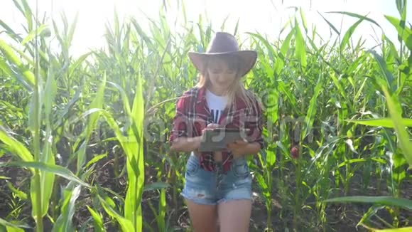 智慧农业慢动作视频概念女孩农学家拿着平板电脑在玉米地里正在学习视频的预览图