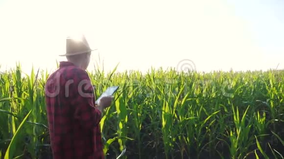 智慧农耕概念慢动作视频男人农艺师在玉米地里拿着平板电脑触摸电脑是生活方式视频的预览图