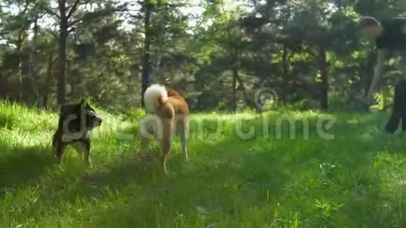 两只石坝狗走过夏天的森林视频的预览图