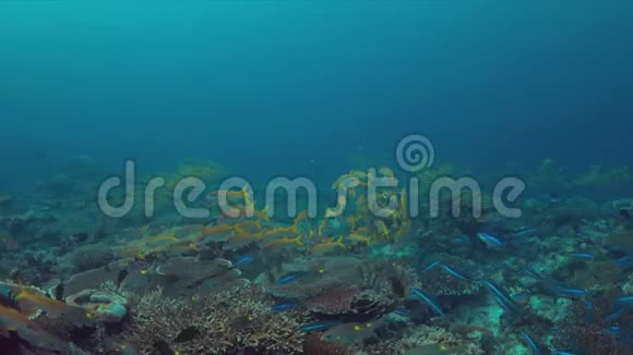 带黄鳍山羊鱼和条纹大眼霜的珊瑚礁视频的预览图