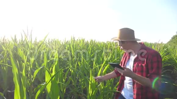 智慧生活方式农耕理念慢动作视频农学家手拿平板电脑触摸板电脑在玉米地是视频的预览图