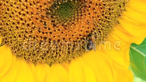 大黄蜂和向日葵视频的预览图