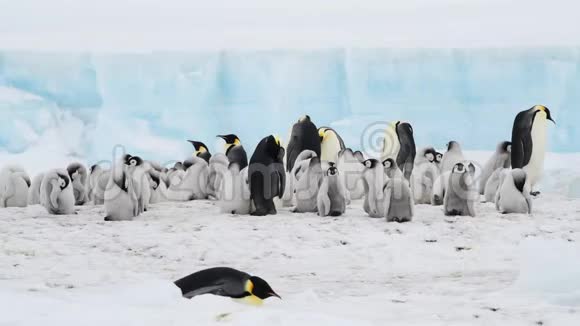 帝企鹅在南极洲有小鸡视频的预览图