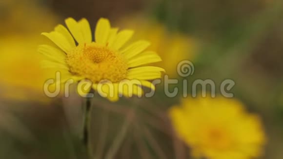 美丽的花朵特写镜头宏观的视频的预览图