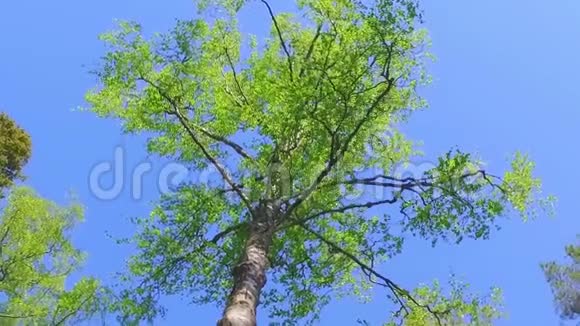 大绿树从下面看慢动作稳定镜头视频的预览图