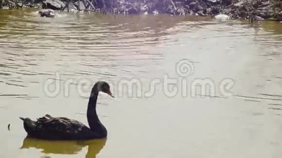 池塘里的黑天鹅视频的预览图