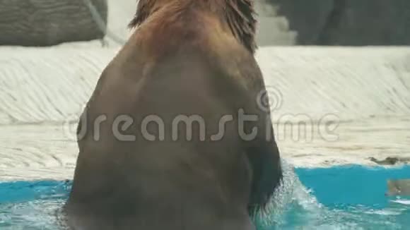 棕熊正在动物园的内部游泳视频的预览图