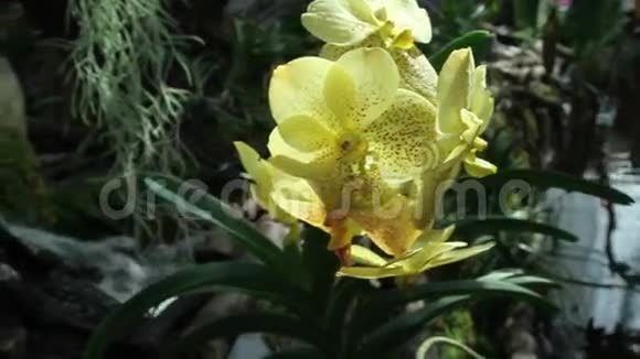 黄色的兰花视频的预览图