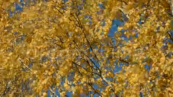 金秋白桦树叶背景视频的预览图