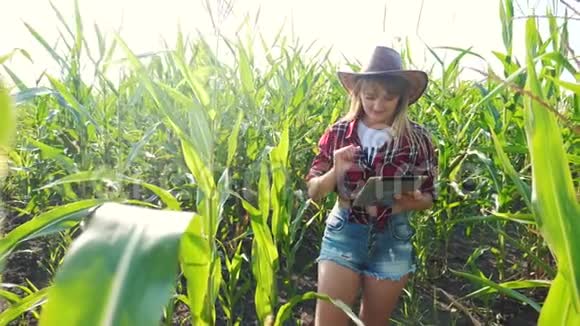 智慧农业慢动作视频概念女孩农学家在玉米地里拿着平板电脑正在学习视频的预览图
