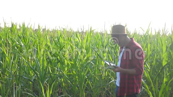 智慧农业概念男子慢动作视频农艺师手持平板触摸生活方式垫电脑在玉米地是视频的预览图